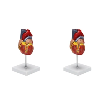 2X Модель человеческого сердца 1: 1, анатомически точная модель сердца в натуральную величину Анатомия человеческого скелета